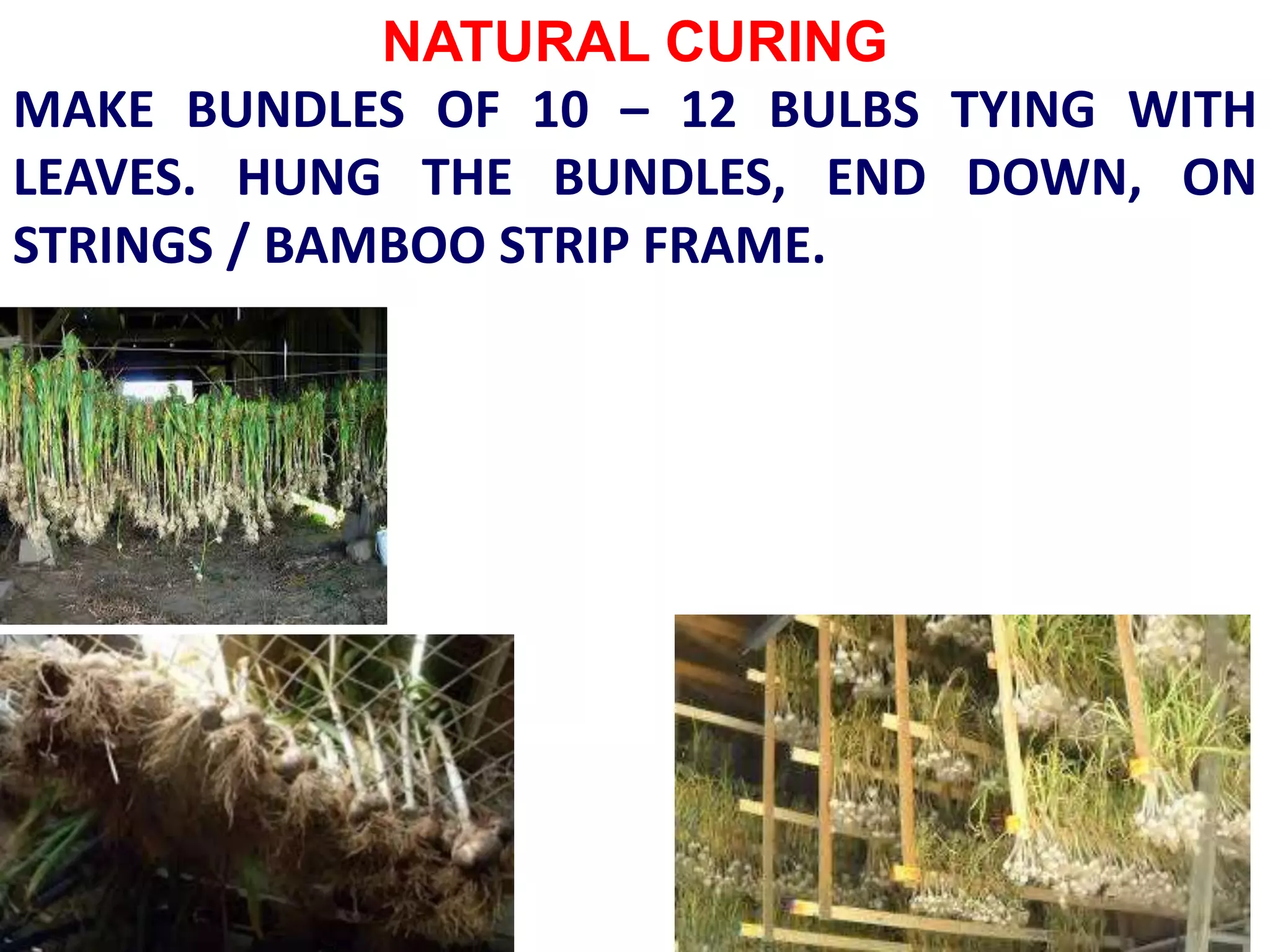 NATURAL CURING
MAKE BUNDLES OF 10 – 12 BULBS TYING WITH
LEAVES. HUNG THE BUNDLES, END DOWN, ON
STRINGS / BAMBOO STRIP FRAME.
 
