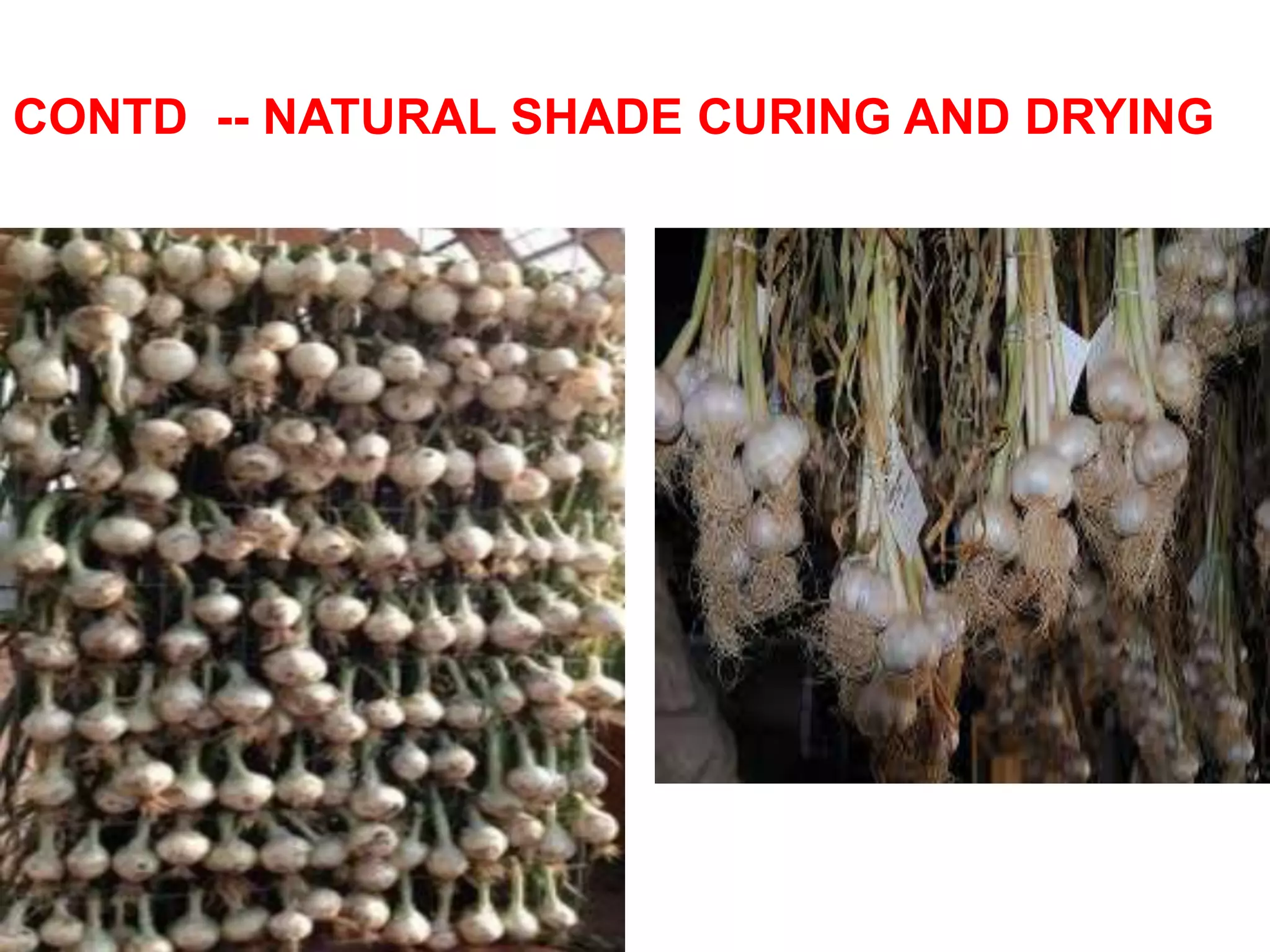CONTD -- NATURAL SHADE CURING AND DRYING
 