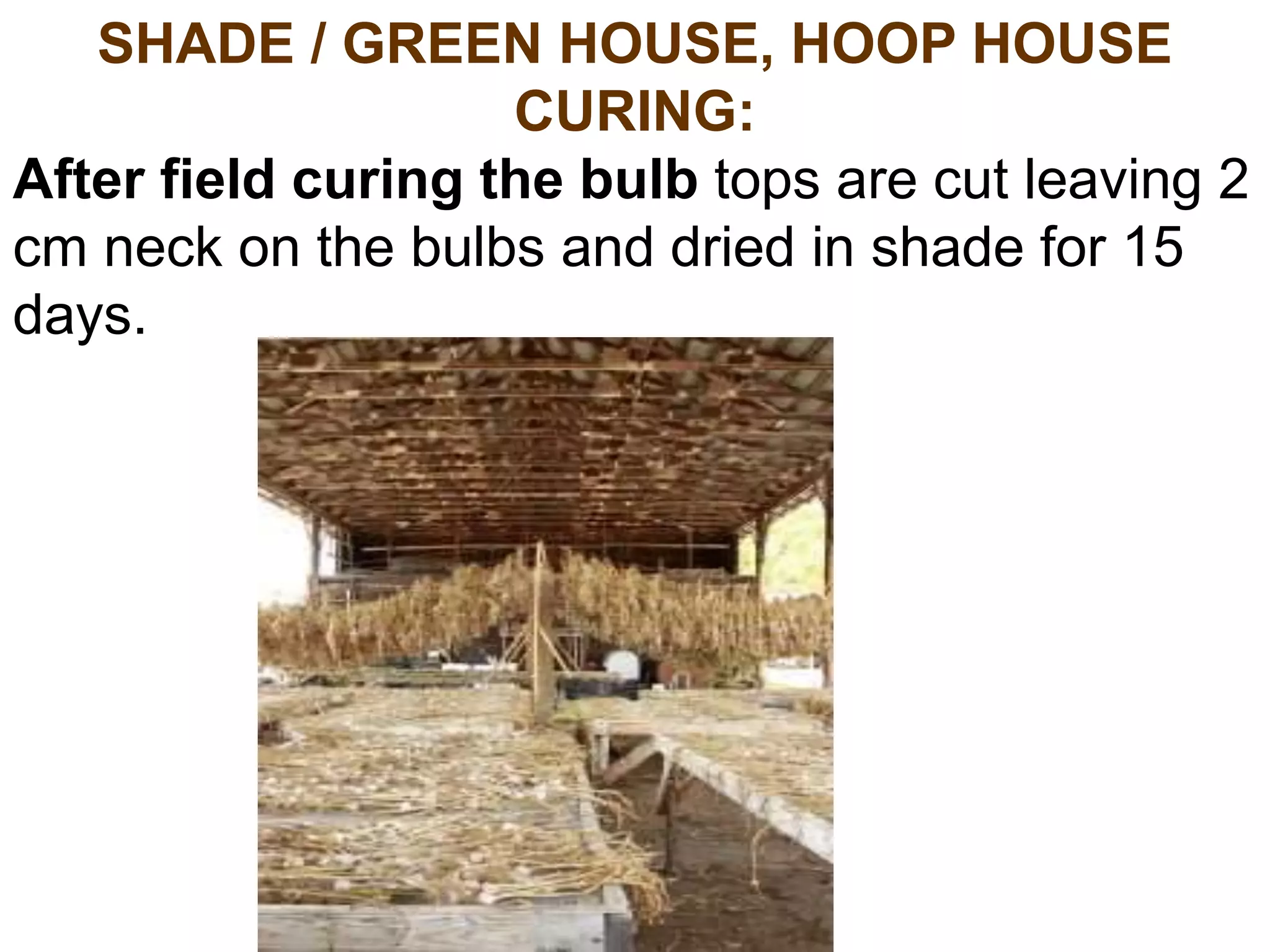 SHADE / GREEN HOUSE, HOOP HOUSE
CURING:
After field curing the bulb tops are cut leaving 2
cm neck on the bulbs and dried in shade for 15
days.
 