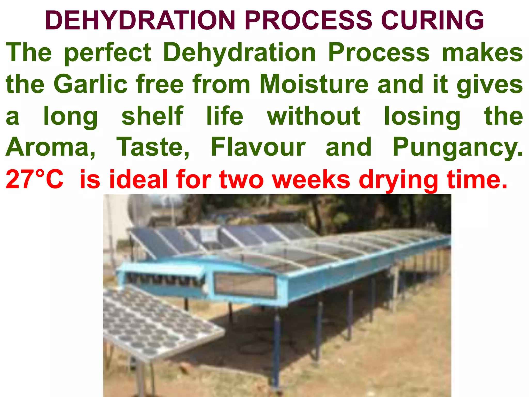 DEHYDRATION PROCESS CURING
The perfect Dehydration Process makes
the Garlic free from Moisture and it gives
a long shelf life without losing the
Aroma, Taste, Flavour and Pungancy.
27°C is ideal for two weeks drying time.
 