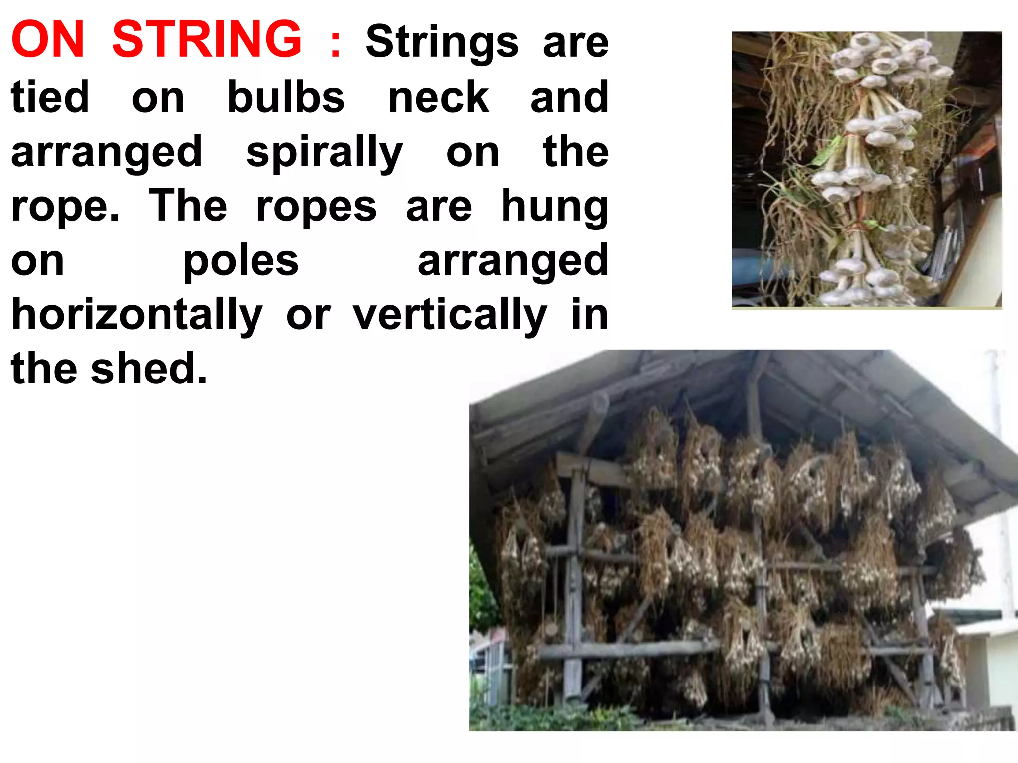 ON STRING : Strings are
tied on bulbs neck and
arranged spirally on the
rope. The ropes are hung
on poles arranged
horizontally or vertically in
the shed.
 