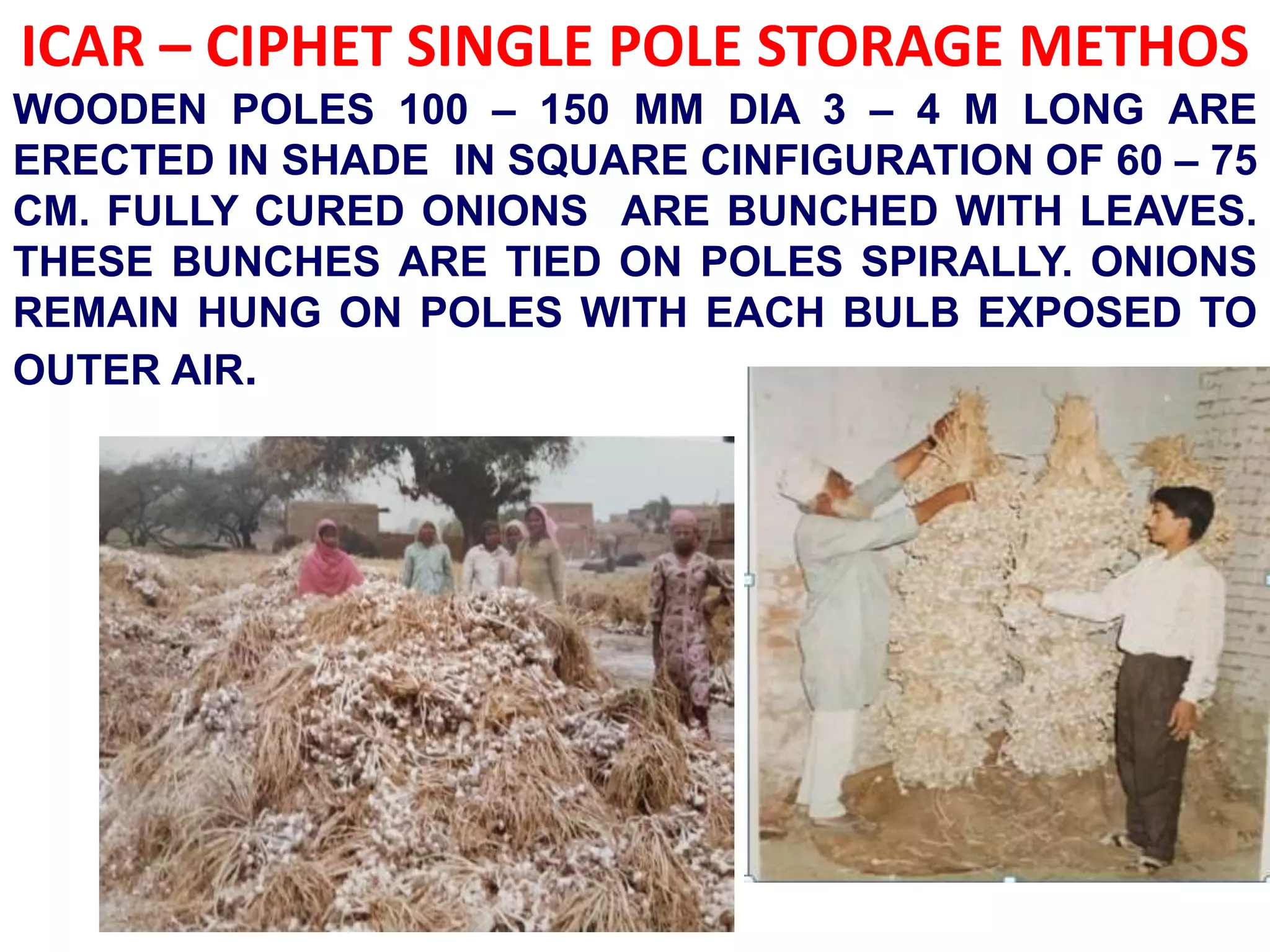 ICAR – CIPHET SINGLE POLE STORAGE METHOS
WOODEN POLES 100 – 150 MM DIA 3 – 4 M LONG ARE
ERECTED IN SHADE IN SQUARE CINFIGURATION OF 60 – 75
CM. FULLY CURED ONIONS ARE BUNCHED WITH LEAVES.
THESE BUNCHES ARE TIED ON POLES SPIRALLY. ONIONS
REMAIN HUNG ON POLES WITH EACH BULB EXPOSED TO
OUTER AIR.
 