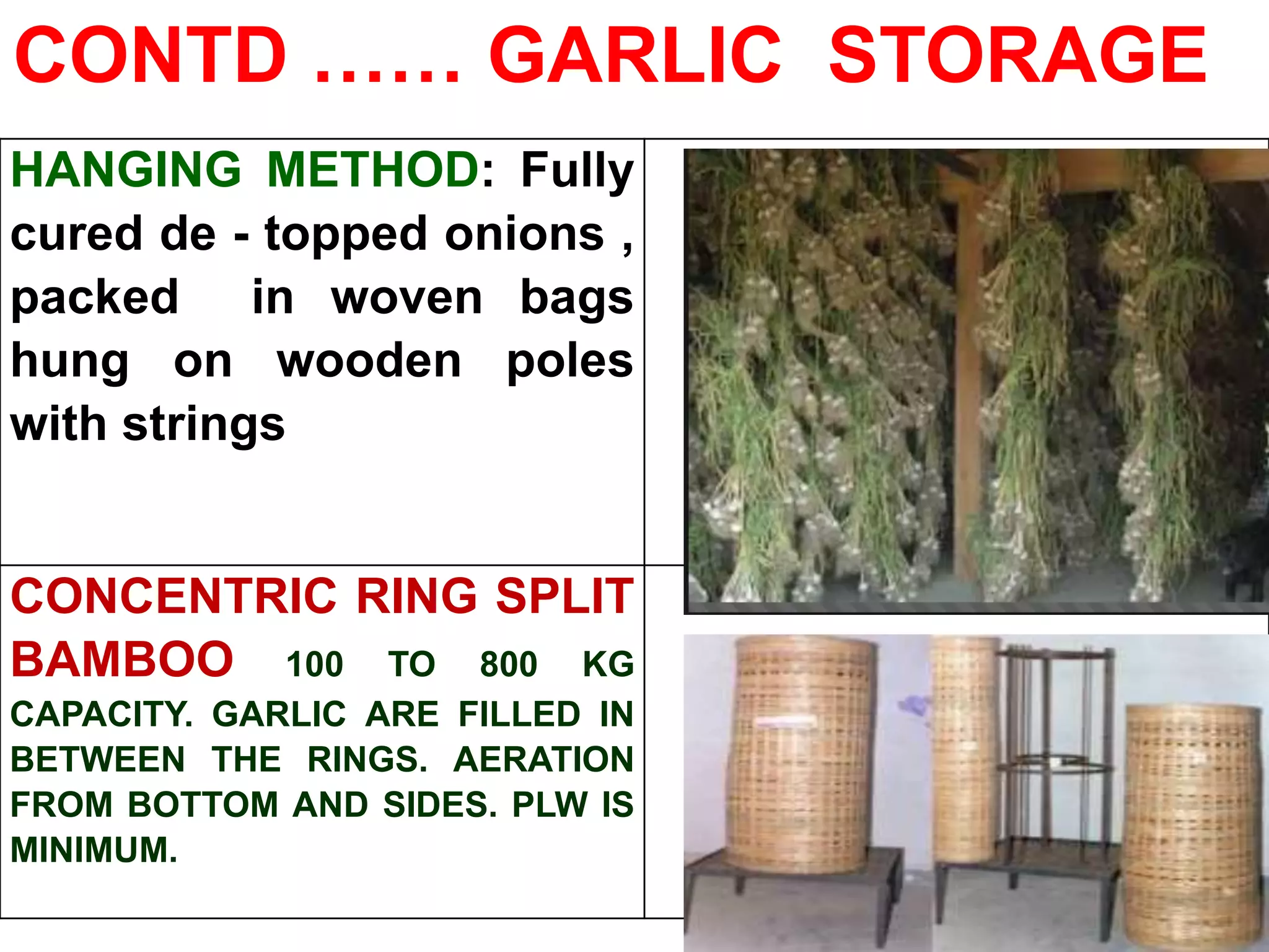 HANGING METHOD: Fully
cured de - topped onions ,
packed in woven bags
hung on wooden poles
with strings
CONCENTRIC RING SPLIT
BAMBOO 100 TO 800 KG
CAPACITY. GARLIC ARE FILLED IN
BETWEEN THE RINGS. AERATION
FROM BOTTOM AND SIDES. PLW IS
MINIMUM.
CONTD …… GARLIC STORAGE
 