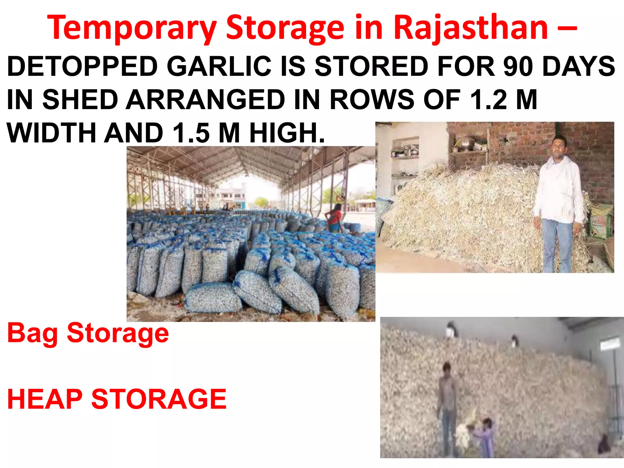 Temporary Storage in Rajasthan –
DETOPPED GARLIC IS STORED FOR 90 DAYS
IN SHED ARRANGED IN ROWS OF 1.2 M
WIDTH AND 1.5 M HIGH.
Bag Storage
HEAP STORAGE
 