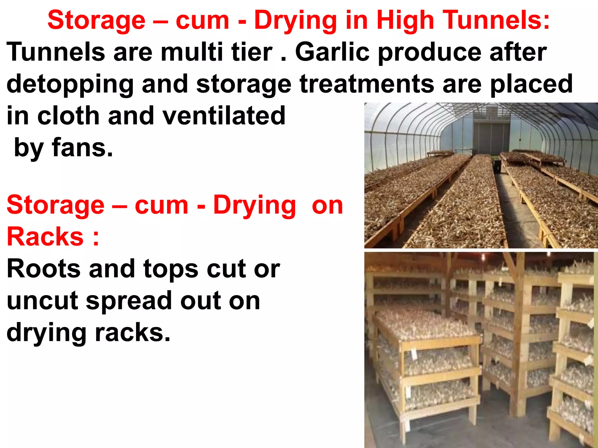 Storage – cum - Drying in High Tunnels:
Tunnels are multi tier . Garlic produce after
detopping and storage treatments are placed
in cloth and ventilated
by fans.
Storage – cum - Drying on
Racks :
Roots and tops cut or
uncut spread out on
drying racks.
 
