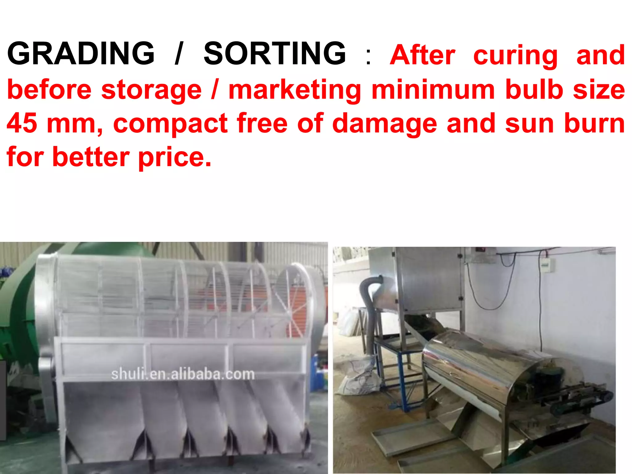 GRADING / SORTING : After curing and
before storage / marketing minimum bulb size
45 mm, compact free of damage and sun burn
for better price.
 