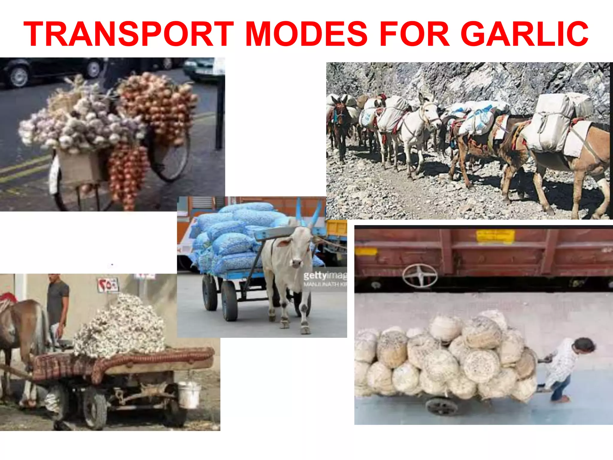 TRANSPORT MODES FOR GARLIC
 