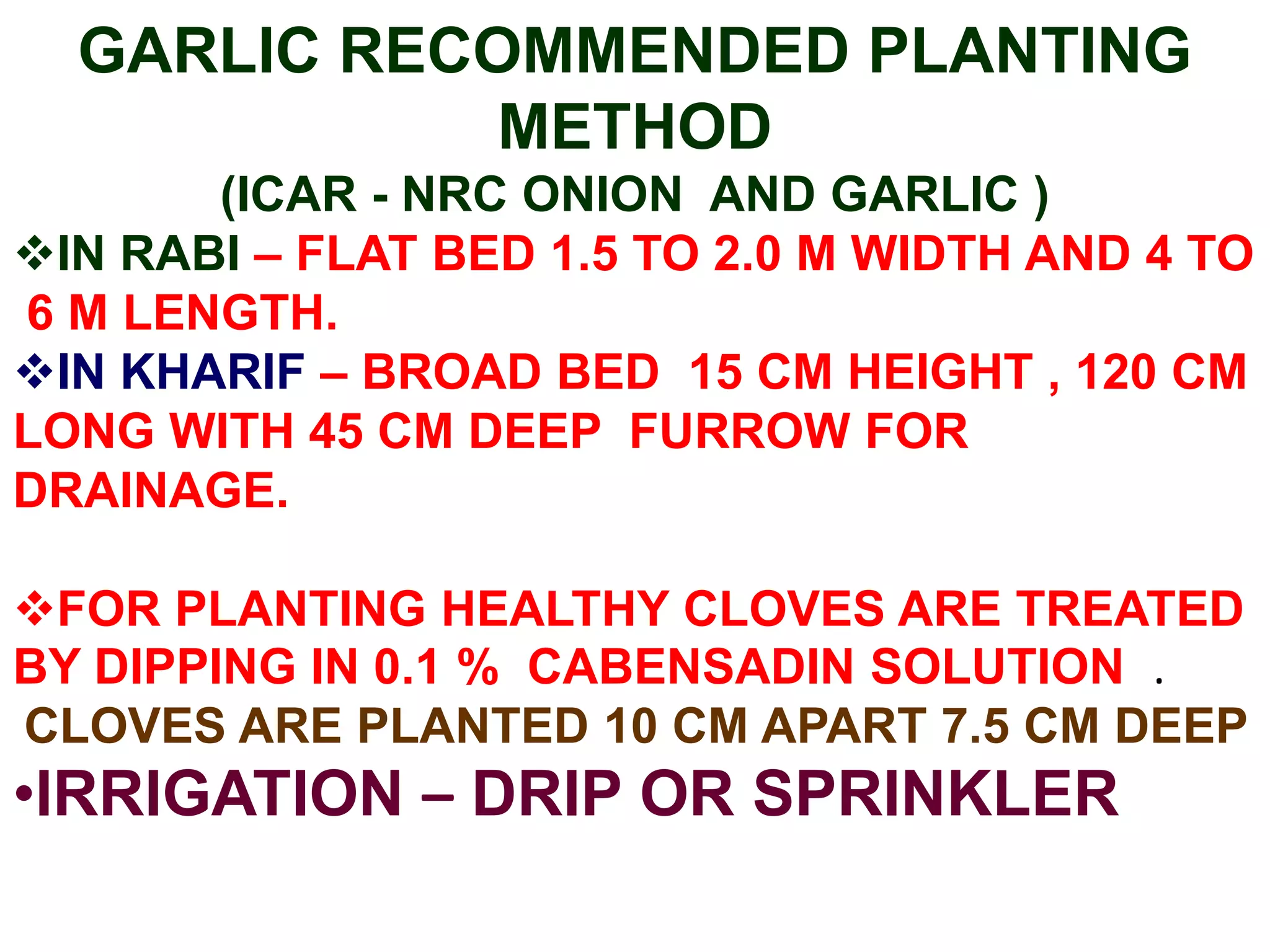 GARLIC RECOMMENDED PLANTING
METHOD
(ICAR - NRC ONION AND GARLIC )
IN RABI – FLAT BED 1.5 TO 2.0 M WIDTH AND 4 TO
6 M LENGTH.
IN KHARIF – BROAD BED 15 CM HEIGHT , 120 CM
LONG WITH 45 CM DEEP FURROW FOR
DRAINAGE.
FOR PLANTING HEALTHY CLOVES ARE TREATED
BY DIPPING IN 0.1 % CABENSADIN SOLUTION .
CLOVES ARE PLANTED 10 CM APART 7.5 CM DEEP
•IRRIGATION – DRIP OR SPRINKLER
 