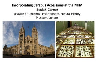 Incorporating Carabus Accessions at the NHM
Beulah Garner
Division of Terrestrial Invertebrates. Natural History
Museum, London
 
