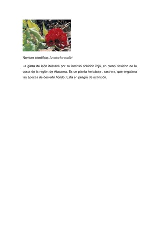 Nombre científico: Leontochir ovallei

La garra de león destaca por su intenso colorido rojo, en pleno desierto de la
costa de la región de Atacama. Es un planta herbácea , rastrera, que engalana
las épocas de desierto florido. Está en peligro de extinción.
 