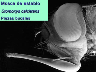 Mosca de establo Stomoxys calcitrans Piezas bucales 