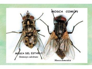 Musca domestica Stomoxys calcitrans 
