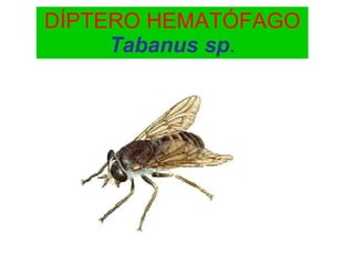 DÍPTERO HEMATÓFAGO Tabanus sp . 