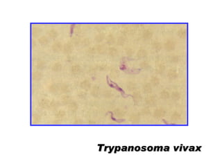Trypanosoma vivax 