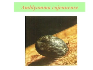Amblyomma   cajennense 
