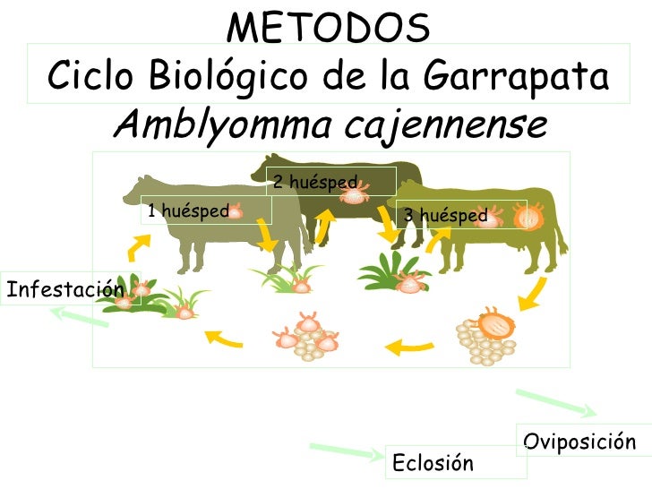 Garrapatas Garrapatas
