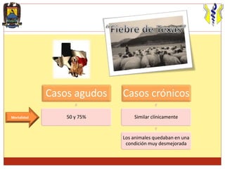 Casos agudos
50 y 75%
Casos crónicos
Similar clínicamente
Los animales quedaban en una
condición muy desmejorada
Mortalidad
 