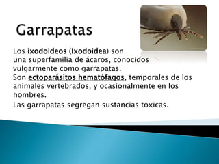 Los ixodoideos (Ixodoidea) son
una superfamilia de ácaros, conocidos
vulgarmente como garrapatas.
Son ectoparásitos hematófagos, temporales de los
animales vertebrados, y ocasionalmente en los
hombres.
Las garrapatas segregan sustancias toxicas.
 