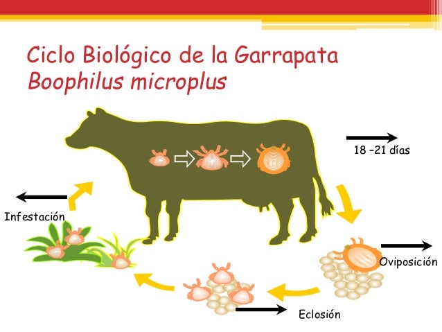 Garrapatas agentesbiologicosii Garrapatas agentesbiologicosii