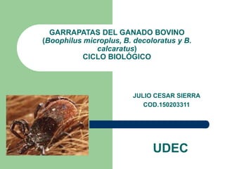 GARRAPATAS DEL GANADO BOVINO
(Boophilus microplus, B. decoloratus y B.
calcaratus)
CICLO BIOLÓGICO
JULIO CESAR SIERRA
COD.150203311
UDEC
 