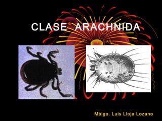 CLASE ARACHNIDA
Mblgo. Luis Lloja LozanoMblgo. Luis Lloja Lozano
 