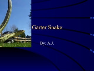 Garter Snake By: A.J. 