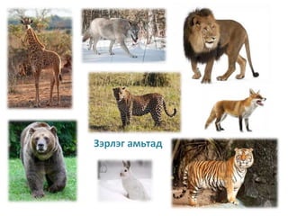 Зэрлэг амьтад
 