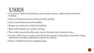  It is used as timber for planking, canoes, boxes, drums, cabinet work and house
building.
 Used as fuelwood and gives charcoal of fair quality.
 Leaves and shoots are used as fodder.
 Drupes are eaten raw, cooked and pickled.
 Bark and leaf galls are used for tanning.
 Tree yields a greenish-yellow gum resin of no particular economic value.
 Its juice of the stem is used as remedy for the opacity of conjunctiva. Leaf juice along
with honey and other ingredients is given for asthma.
 Pulp is suitable for brown wrapping paper.
 