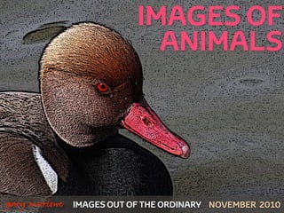 IMAGES OF
                                 ANIMALS




!



    gary marlowe   IMAGES OUT OF THE ORDINARY NOVEMBER 2010
 