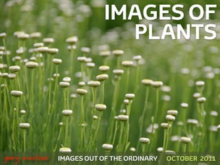IMAGES OF
                                 PLANTS




!



    gary marlowe   IMAGES OUT OF THE ORDINARY   OCTOBER 2011
 
