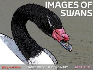 IMAGES OF
                                 SWANS




!



    gary marlowe   IMAGES OUT OF THE ORDINARY   APRIL 2011
 