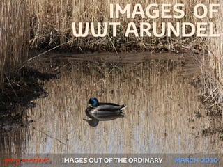 IMAGES OF
                     WWT ARUNDEL




!



    gary marlowe   IMAGES OUT OF THE ORDINARY   MARCH 2010
 