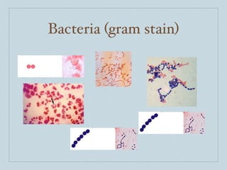 Bacteria (gram stain)
 