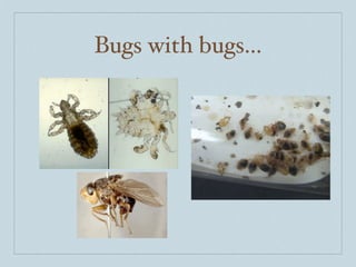 Bugs with bugs...
 