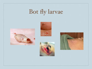 Bot ﬂy larvae
 