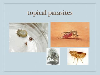 topical parasites
 