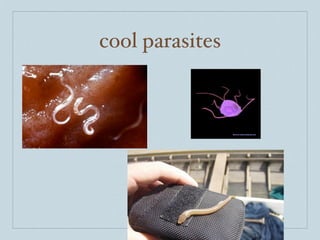cool parasites
 