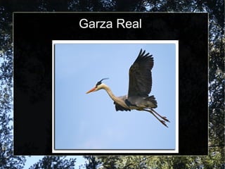 Garza Real
 