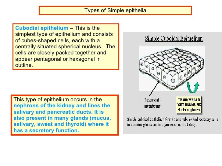 gas exchange and epithelium