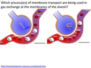 Which process(es) of membrane transport are being used in
gas exchange at the membranes of the alveoli?




http://www.footprints-science.co.uk/alveoli.htm
 