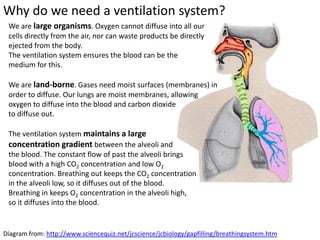 Why do we need a ventilation system?
 We are large organisms. Oxygen cannot diffuse into all our
 cells directly from the air, nor can waste products be directly
 ejected from the body. We have specialised organ systems,
 which are efficient, but need delivery of nutrients and
 removal of waste. The ventilation system ensures the blood
 can be the medium for this.

 We are land-borne. Gases need moist surfaces (membranes) in
 order to diffuse. Our lungs are moist membranes, allowing
 oxygen to diffuse into the blood and carbon dioxide
 to diffuse out.

 The ventilation system maintains a large
 concentration gradient between the alveoli and
 the blood. The constant flow of past the alveoli brings
 blood with a high CO2 concentration and low O2
 concentration. Breathing out keeps the CO2 concentration
 in the alveoli low, so it diffuses out of the blood.
 Breathing in keeps O2 concentration in the alveoli high,
 so it diffuses into the blood.

Diagram from: http://www.sciencequiz.net/jcscience/jcbiology/gapfilling/breathingsystem.htm
 