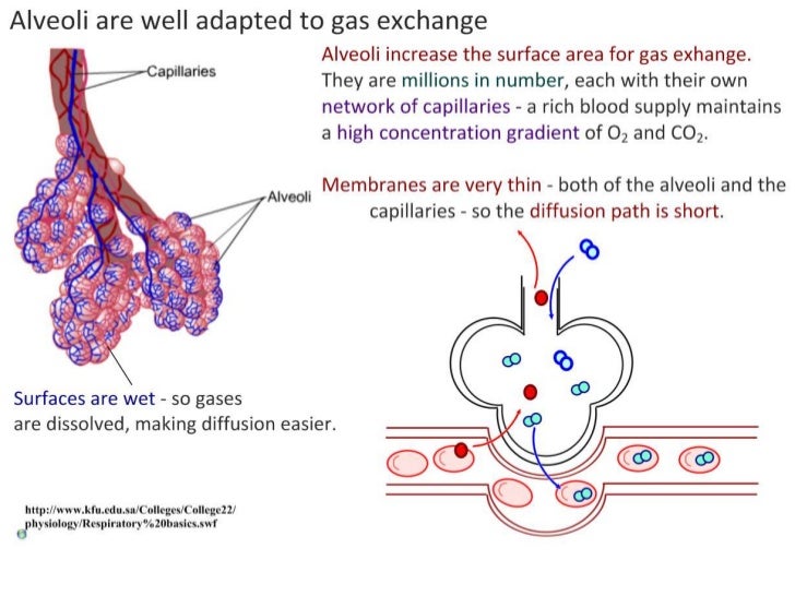Diagram Alveoli Gas Exchange - Aflam-Neeeak