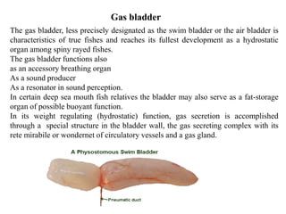 Gas bladder
The gas bladder, less precisely designated as the swim bladder or the air bladder is
characteristics of true fishes and reaches its fullest development as a hydrostatic
organ among spiny rayed fishes.
The gas bladder functions also
as an accessory breathing organ
As a sound producer
As a resonator in sound perception.
In certain deep sea mouth fish relatives the bladder may also serve as a fat-storage
organ of possible buoyant function.
In its weight regulating (hydrostatic) function, gas secretion is accomplished
through a special structure in the bladder wall, the gas secreting complex with its
rete mirabile or wondernet of circulatory vessels and a gas gland.
 