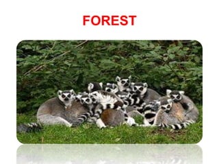 FOREST
 