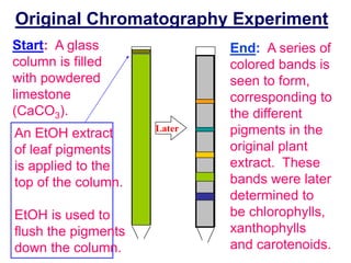 Original Chromatography Experiment 
Later 
Start: A glass 
column is filled 
with powdered 
limestone 
(CaCO3). 
End: A series of 
colored bands is 
seen to form, 
corresponding to 
the different 
pigments in the 
original plant 
extract. These 
bands were later 
determined to 
be chlorophylls, 
xanthophylls 
and carotenoids. 
An EtOH extract 
of leaf pigments 
is applied to the 
top of the column. 
EtOH is used to 
flush the pigments 
down the column. 
 