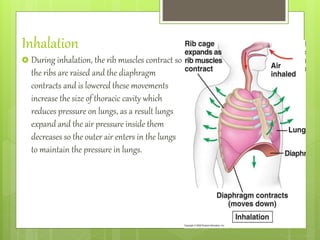 Inhaled Rib Gaseous exchange | PPTX