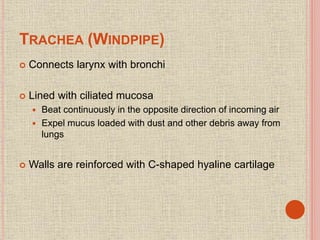 TRACHEA (WINDPIPE)
 Connects larynx with bronchi
 Lined with ciliated mucosa
 Beat continuously in the opposite direction of incoming air
 Expel mucus loaded with dust and other debris away from
lungs
 Walls are reinforced with C-shaped hyaline cartilage
 
