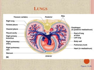 LUNGS
Figure 13.4b
 