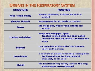 ORGANS IN THE RESPIRATORY SYSTEM
STRUCTURE FUNCTION
nose / nasal cavity
warms, moistens, & filters air as it is
inhaled
pharynx (throat) passageway for air, leads to trachea
larynx
the voice box, where vocal chords are
located
trachea (windpipe)
keeps the windpipe "open"
trachea is lined with fine hairs called
cilia which filter air before it reaches the
lungs
bronchi
two branches at the end of the trachea,
each lead to a lung
bronchioles
a network of smaller branches leading from
the bronchi into the lung tissue &
ultimately to air sacs
alveoli
the functional respiratory units in the lung
where gases are exchanged
 