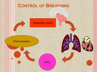 CONTROL OF BREATHING
Respiratory centre
Chemoreceptor
pCO2
 